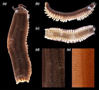 Media type: image;   Invertebrate Zoology 32029 Description: Digital photograph of preserved specimen.;